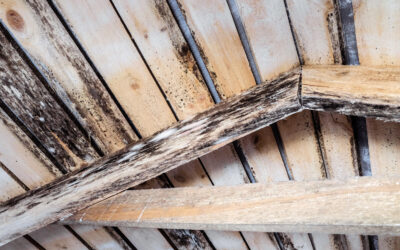 Nos conseils pour éliminer l’humidité sur une charpente en bois